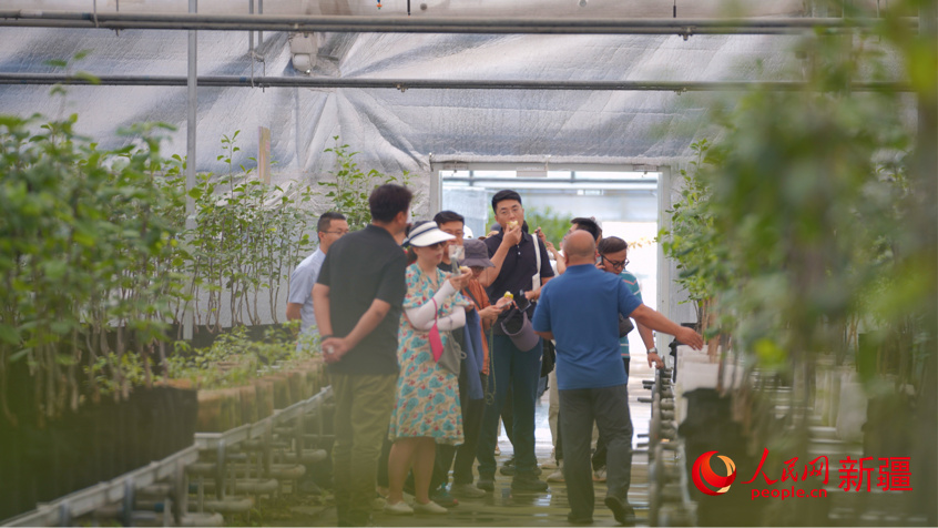 在库尔勒香梨研究中心，调研组一行近距离观察了库尔勒香梨幼苗，通过信息化监管的长势情况了解了库尔勒香梨的种植历史与现存品种种类。人民网 李欣洋摄