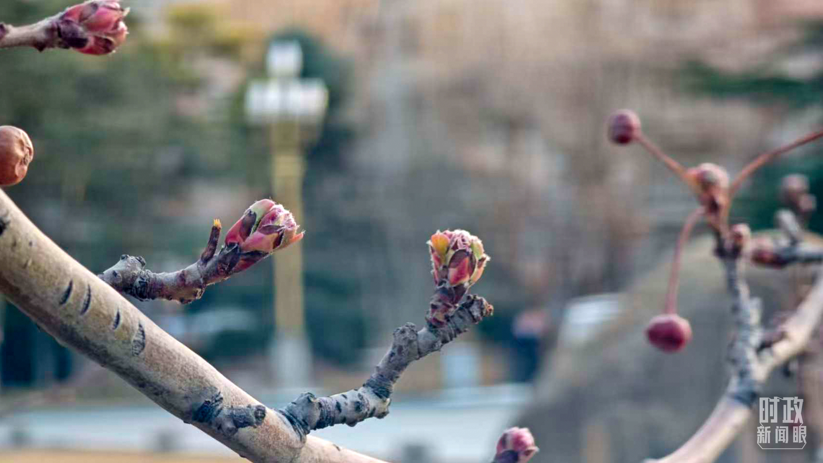 △北京友谊宾馆,含苞待放的初春景象。(总台国广记者蔡靖骉拍摄)