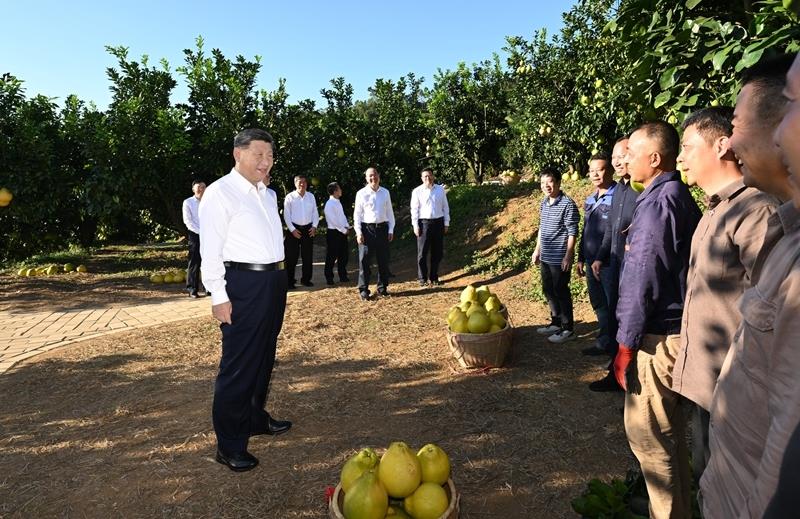 △2025年11月,习近平总书记在广东梅州市雁洋镇南福金柚种植基地考察时,同果农和农技人员亲切交流。