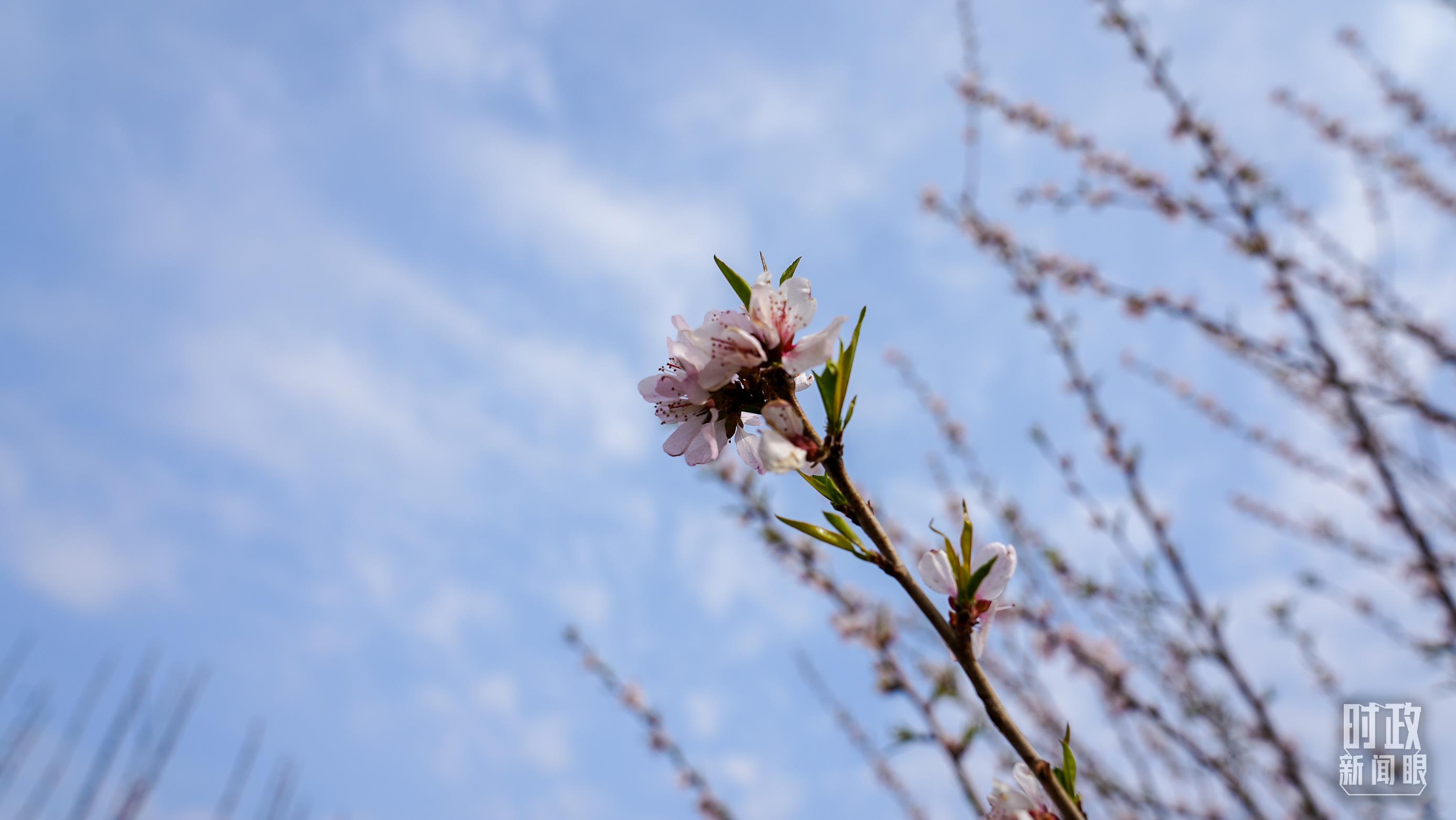 △昌平区百善镇植树点春意盎然。(总台央视记者王冰拍摄)